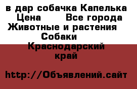 в дар собачка Капелька › Цена ­ 1 - Все города Животные и растения » Собаки   . Краснодарский край